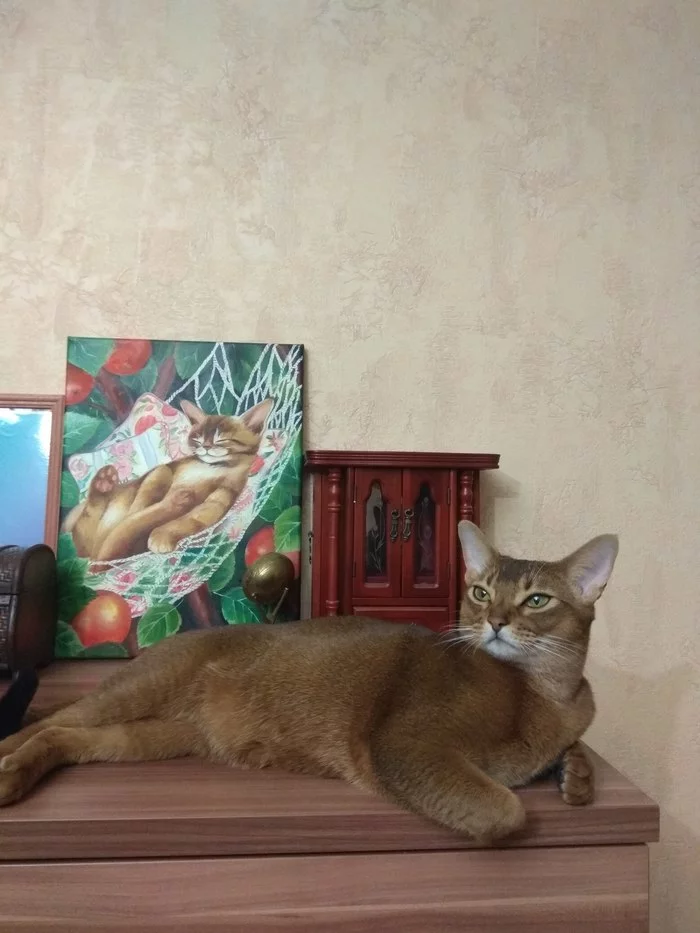 Cat in apples - My, cat, Portrait, Abyssinian cat