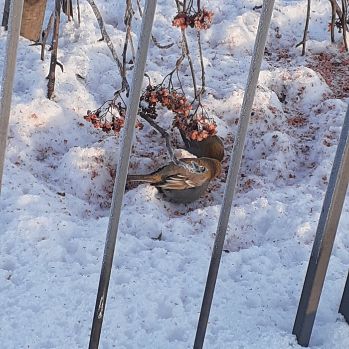 Птичка-невеличка | Пикабу