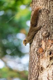 Белочку не видели?