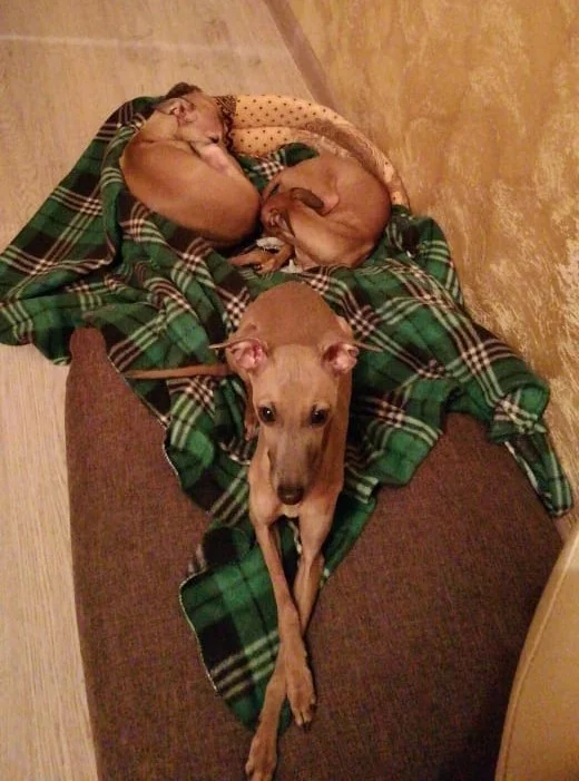 They had fun, a lot of fun - My, Dog, Italian greyhound, Video, Longpost, Vertical video