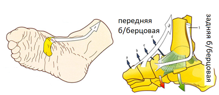 Связки свода стопы. Поперечный свод стопы анатомия. Мышцы поддерживающие поперечный свод стопы. Мышцы формирующие поперечный свод стопы. Мышцы поддерживающие продольный свод стопы.