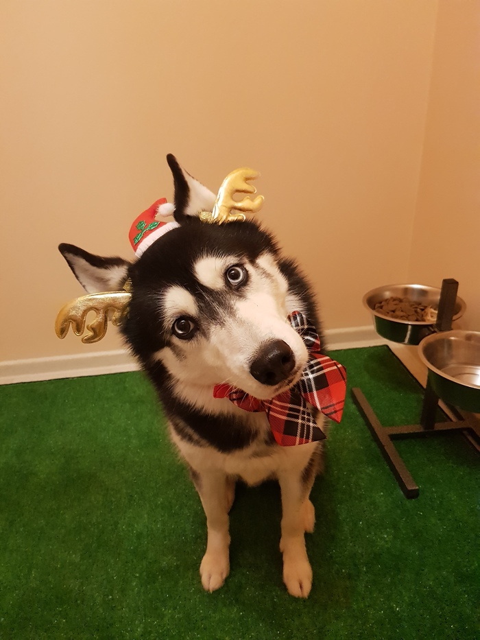 Новогоднего настроения в ленту Собака, Новый Год, 2020, Олени, Длиннопост