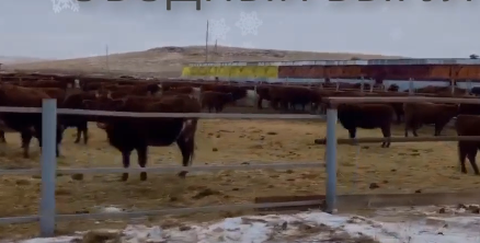 Walk through a meat farm in winter - My, Fattening of bulls, Farm, Farm project, Rural life, Video