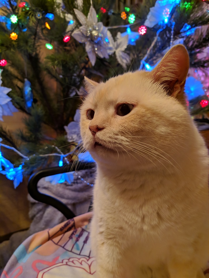 Его Новогоднее Фунтейшество поздравляет своих подписчиков и всех пикабушников с наступающими праздниками!