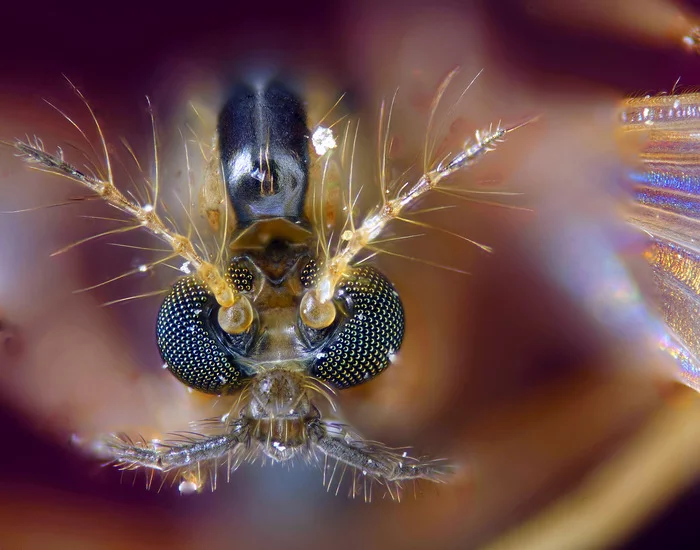 New Year's mosquito - My, Macro photography, Microfilming, Mosquitoes, Microscope, Eyes, Facet eye