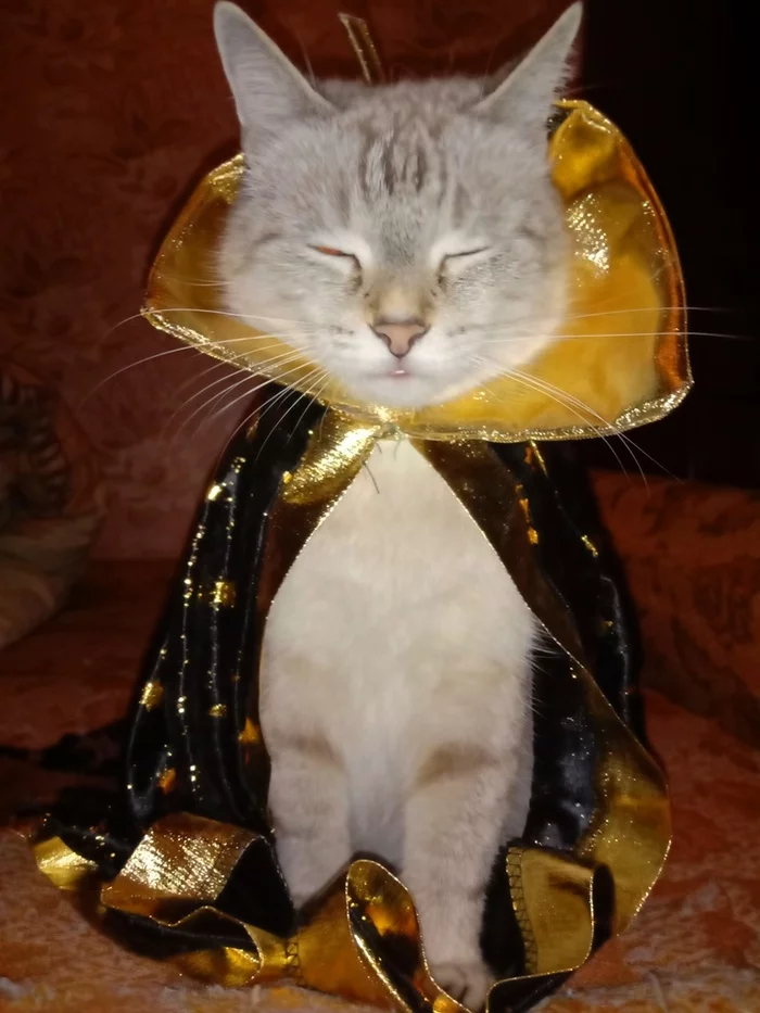 I'll give the Astrologer costume to good hands! - My, Catomafia, Milota, Thai cat, Funny animals, cat