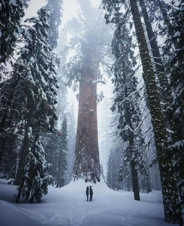 Зимний парк Редвуд, Калифорния Зима, Лес, Красота природы, Снег, Секвойя
