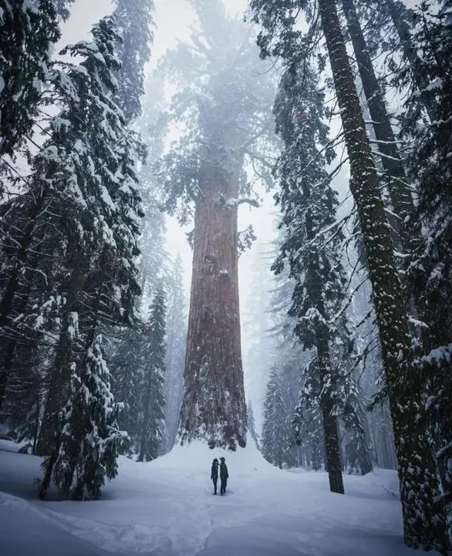 Winter Redwood Park, California - Winter, Forest, Nature, Snow, Sequoia