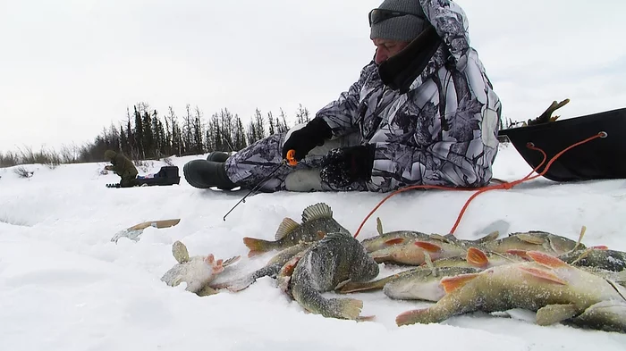 Perch with a capital O - Arctic, Yamal, Fishing, Far North, Perch, Jig, Silicone, Video, Longpost