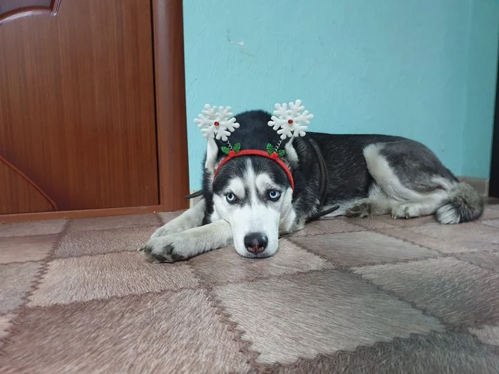 Unbridled New Year's fun to everyone) - My, Dog, Husky, New Year, Congratulation