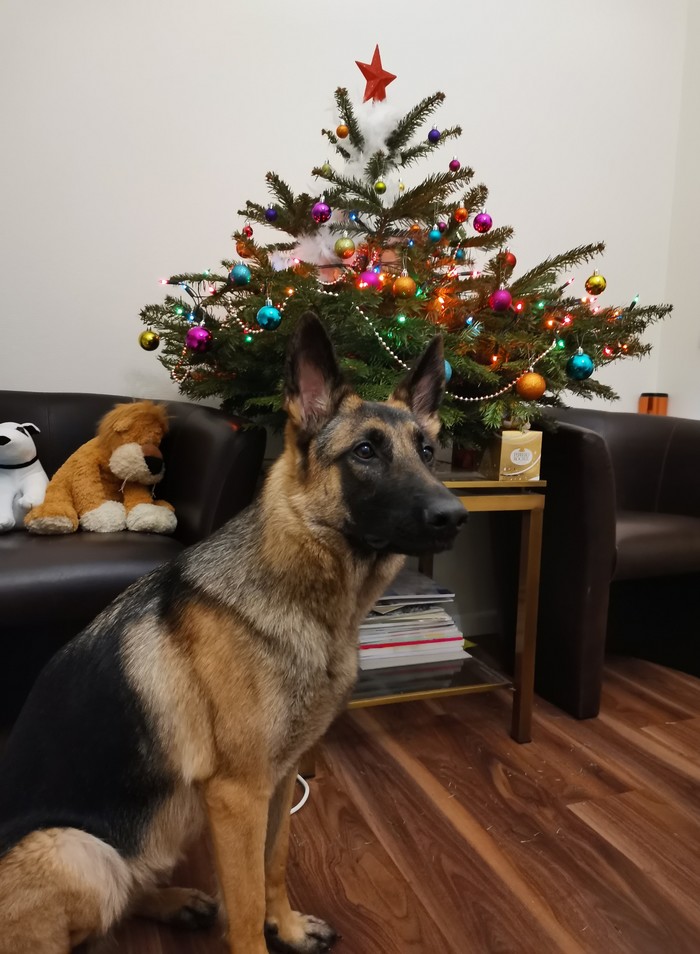 Новогодняя собака-поздравляка Собака, Новогодняя елка, Немецкая овчарка, Было-стало, Длиннопост