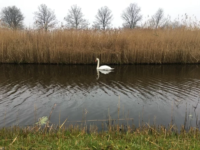 Just a photo - My, Swans, Winter, Holland, Netherlands, The photo, Netherlands (Holland)