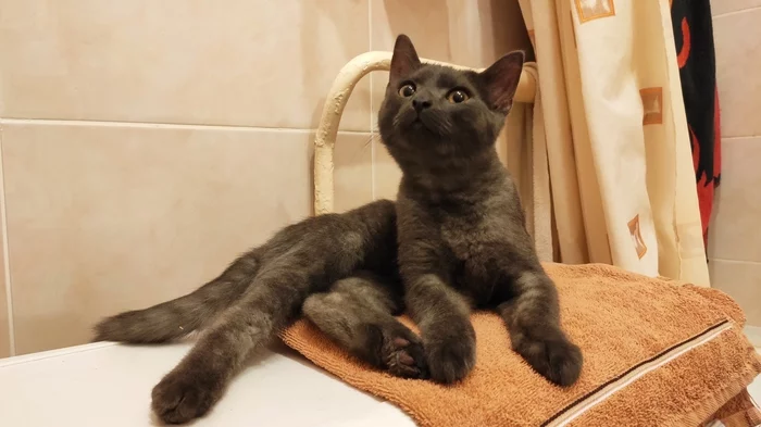 Котёнок найденный 31 декабря ищет дом. Ижевск - Моё, В добрые руки, Котята, Кот, Лига Добра, Котомафия, Помощь, Ижевск