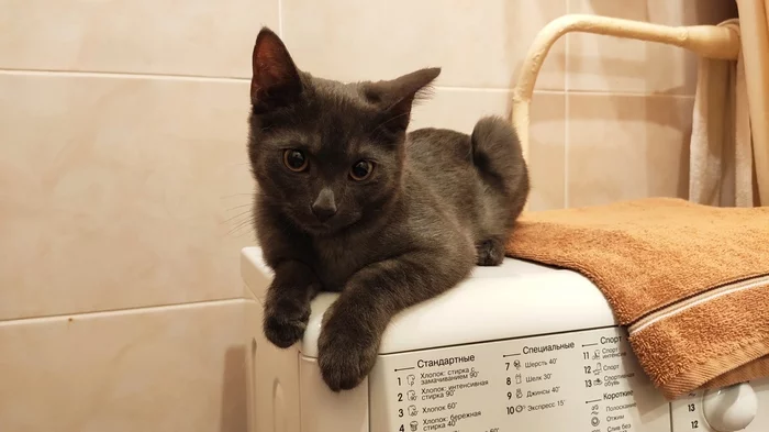 Котёнок найденный 31 декабря ищет дом. Ижевск - Моё, В добрые руки, Котята, Кот, Лига Добра, Котомафия, Помощь, Ижевск