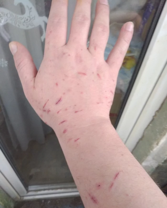 My cutie congratulated - My, cat, Video, Longpost, Bite, Hand