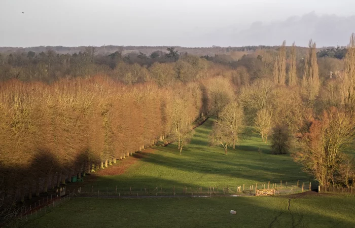 Versailles Park on the first of January - My, Versailles, France, Winter, Sheeps, Landscape