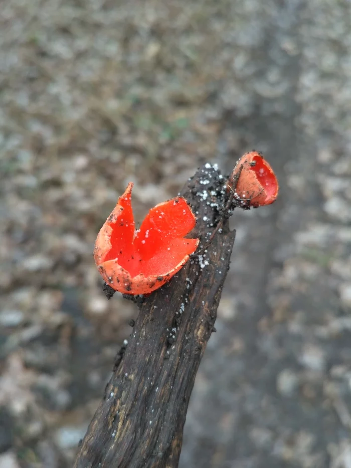 New Year's mushrooms - My, Mushrooms, Honey mushrooms, Nature, The photo, Longpost