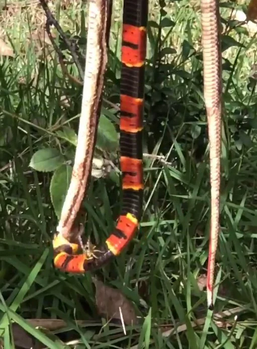 A hungry wasp interfered with the snake's dinner - wildlife, Wasp, Snake, A bite of an insect, Vertical video, Video