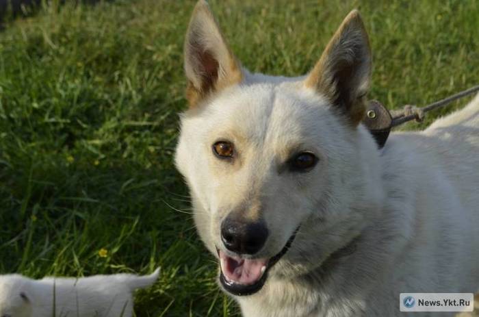 A cloned dog whelped in Yakutia - Clones, Dog, Yakutia, Bayanai, Video