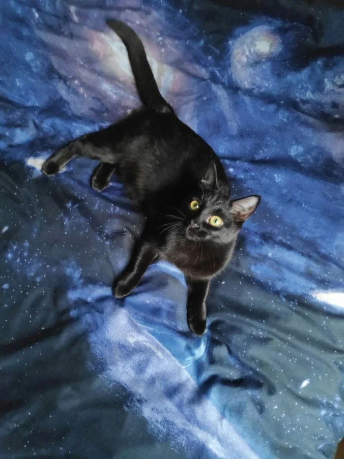 Darkness in space - My, Dark, Black hole, Space, Linens, cat, Catomafia, Pets