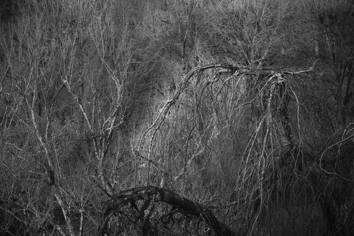 Ветви | Пикабу