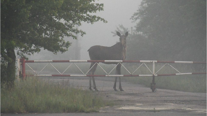 Радиация и Чернобыль. Дикие животные в зоне отчуждения Чернобыль, Природа, Радиация, Животные, Длиннопост, ЧАЭС