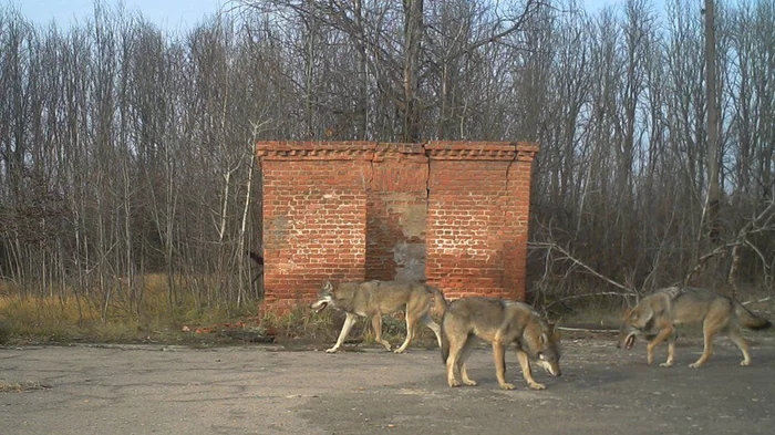 Радиация и Чернобыль. Дикие животные в зоне отчуждения Чернобыль, Природа, Радиация, Животные, Длиннопост, ЧАЭС