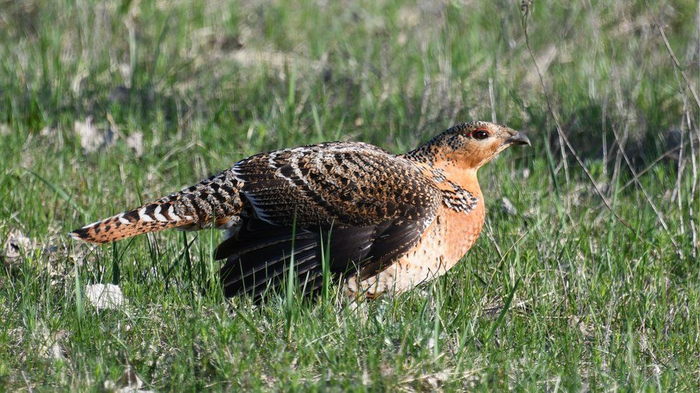 Радиация и Чернобыль. Дикие животные в зоне отчуждения Чернобыль, Природа, Радиация, Животные, Длиннопост, ЧАЭС