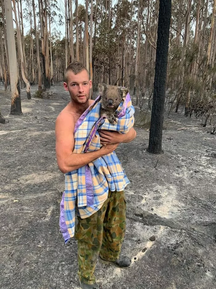 This guy searches and rescues injured wild animals in the burning forests of Australia - Imgur, Australia, Fire, Animals, Koala