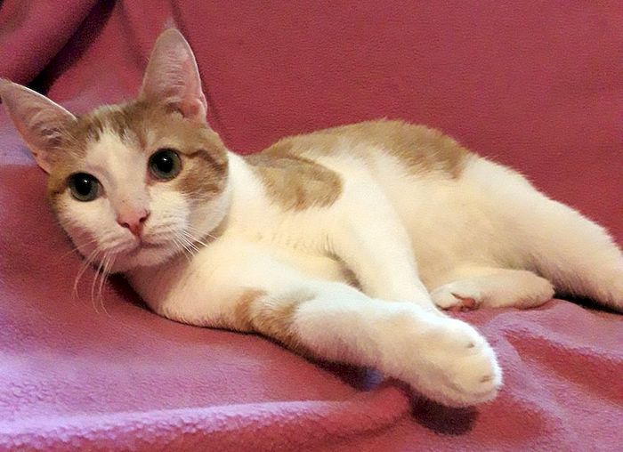 Ну и что, что я рыжий! Я тоже хочу домой...