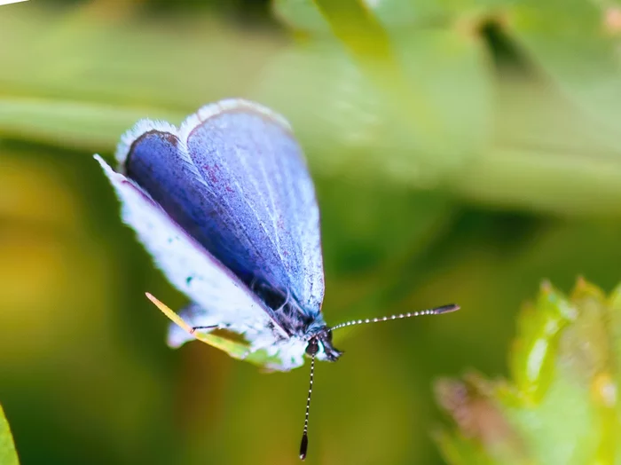 Adrspasske teplicke skaly (my brain begins to lisp while reading) - My, Macro, Macro photography, Insects, Nature, Czech, Amazing, Longpost