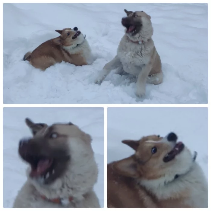 Emotions - My, Corgi, Alabai, Dog days, Dog, Snow