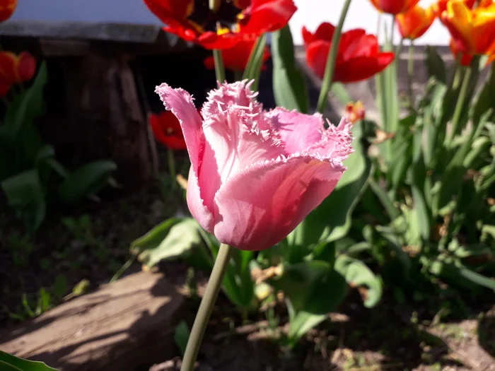 Flowers - My, Spring, Nature, Tulips, Flowers