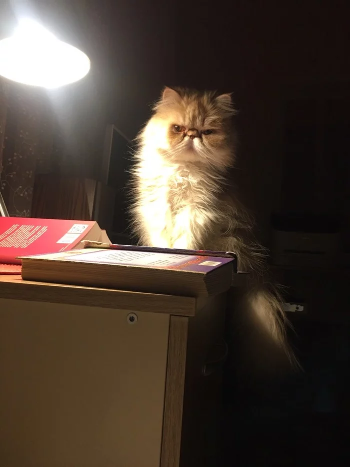 My version of a cat with a lamp) - My, Cat with lamp, Catomafia, cat