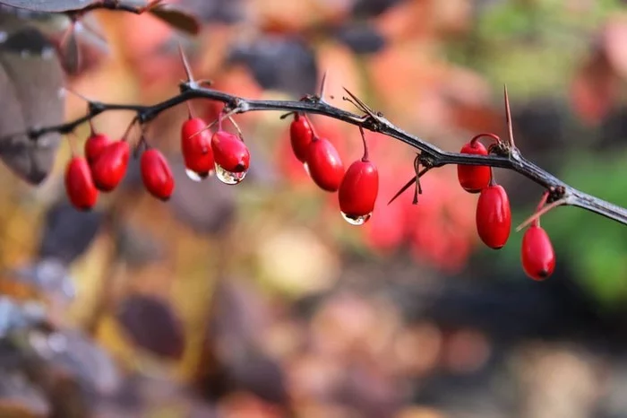 Lembolovo, Priozersky district of the Leningrad region - My, Leningrad region, Russia, The nature of Russia, Macro photography, Red, Autumn, Canon, Nature