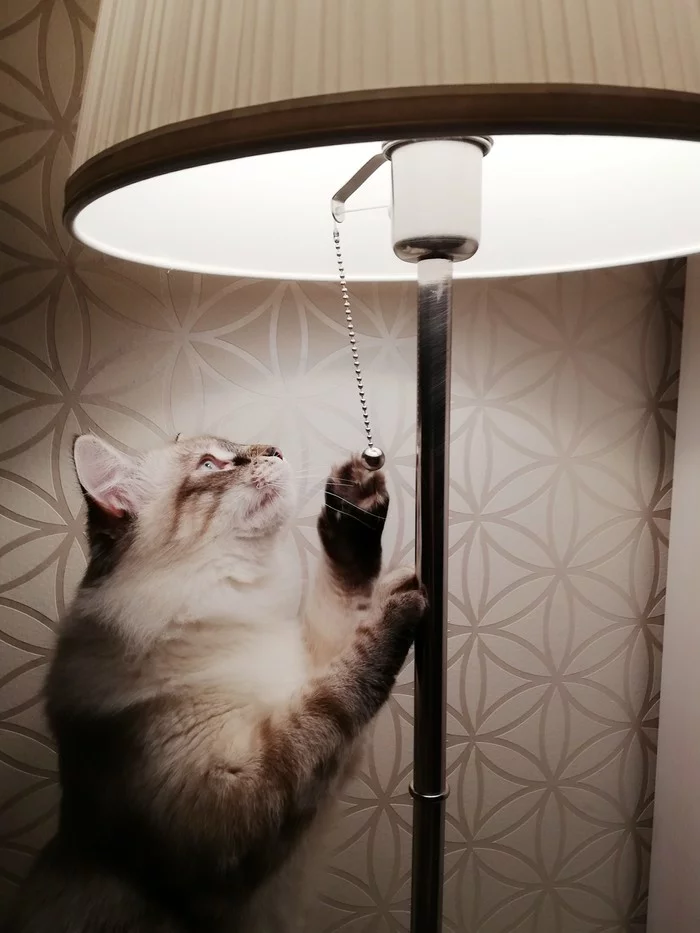 My version of cat lamp - My, Catomafia, cat, Cat with lamp, Neva Masquerade