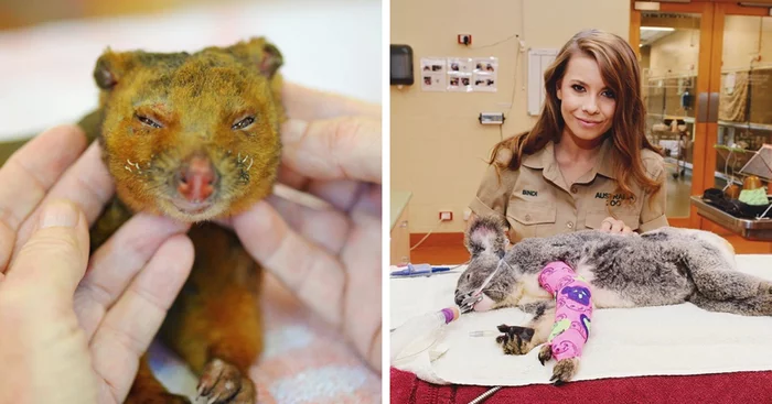 The Irwin family helps animals affected by wildfires - Steve Irwin, Australia, Fire, Help, Animals, Hell on earth, The photo, Video, Longpost