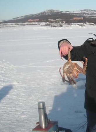 It's time for everyone to know how tasty and tender crabs are - My, Kola Peninsula, Fishing, Longpost