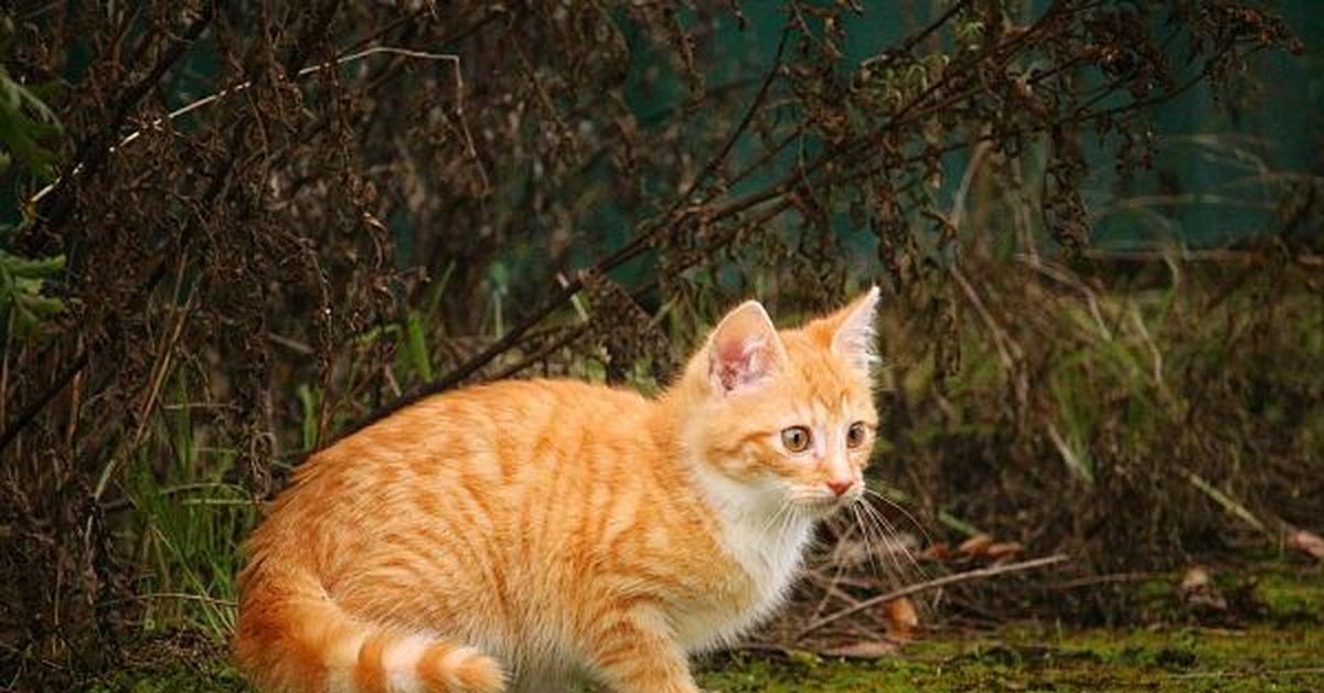 Рыжая полосатая кошка. Красный табби макрель. Европейский короткошерстный кот рыжий. Макрелевый табби рыжий. Кот табби макрель.
