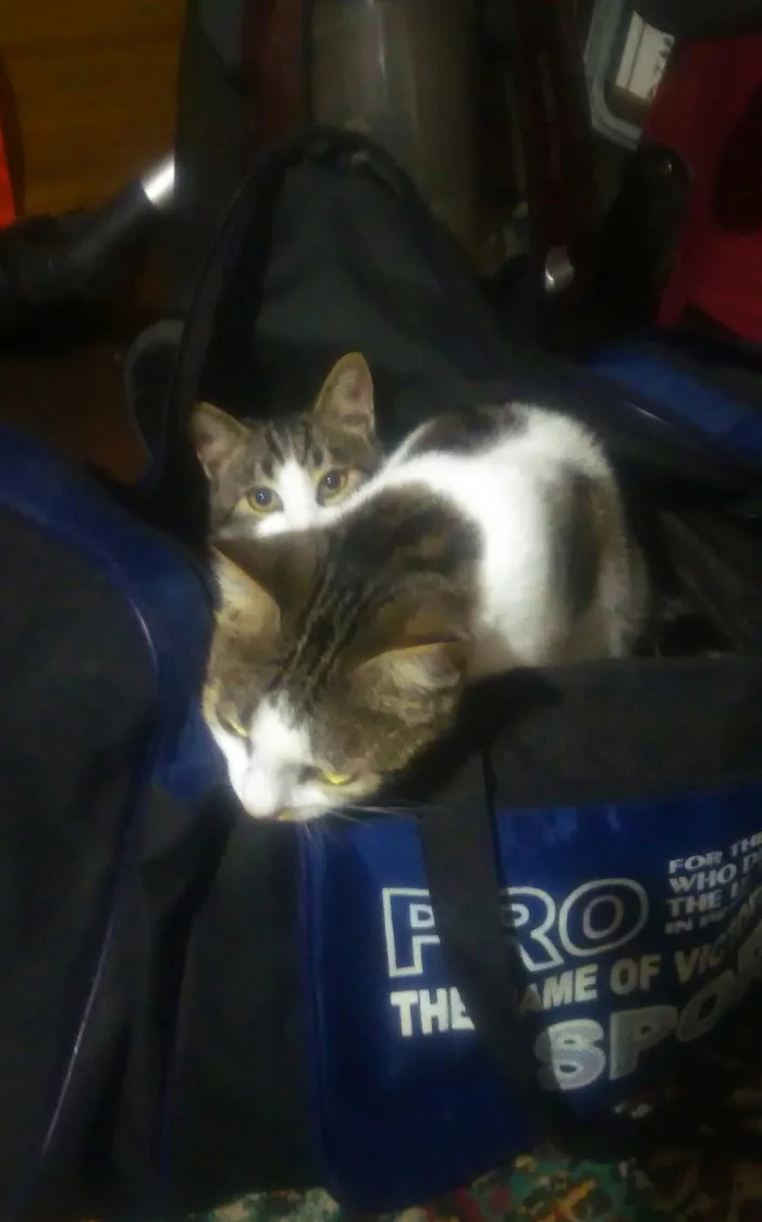 Cats in bags - My, cat, Сумка, Milota, Longpost