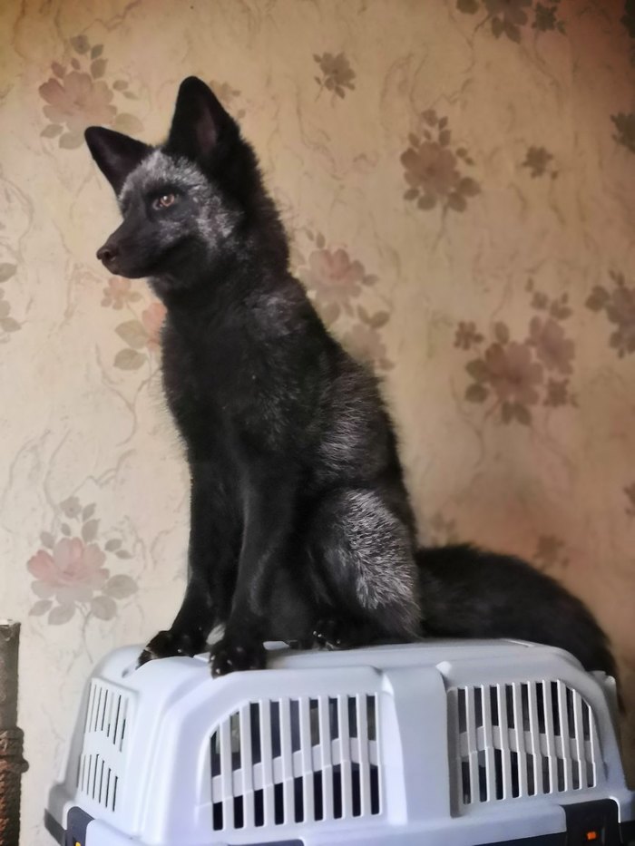 Наблюдающий лись