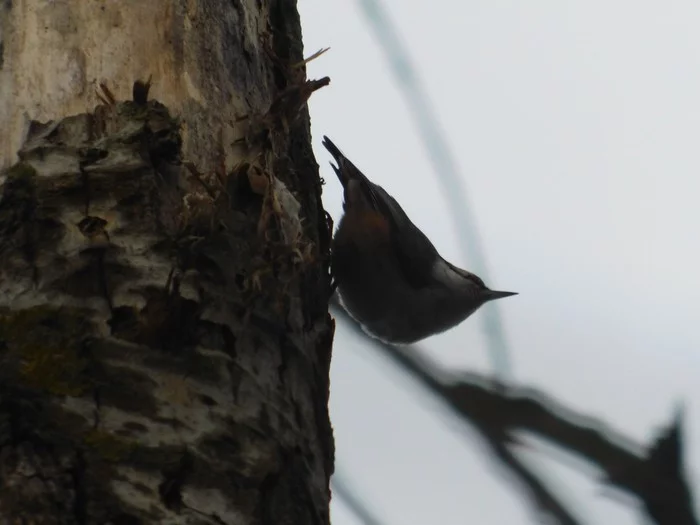 Nuthatch on Bogoslovsky. 01/05/2020 - My, Nuthatch, Saint Petersburg, Birds, Birdwatcher School, Winter, Bird watching, Cemetery, Ornithology, Longpost