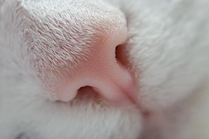 Rough nose - cat, Catomafia, My
