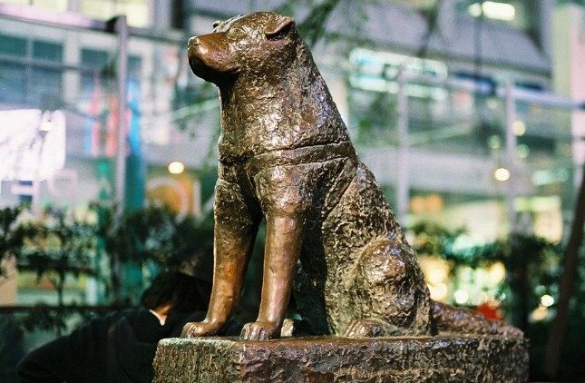 Monument to the dog Hachiko in Tokyo - My, Hachiko, Japan, Tokyo, Animals, Milota, Friends, Video, Longpost, Dog