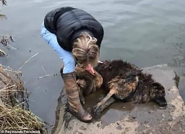 Woman rescues dog from water, two arrested for animal cruelty - Dog, The rescue, Longpost, Negative