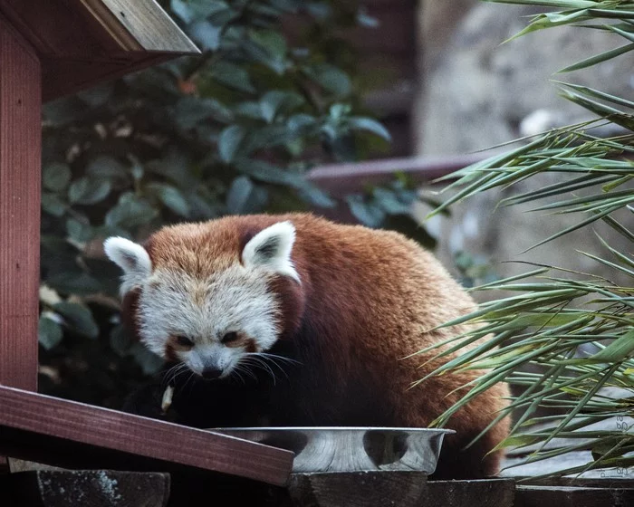 Red panda - My, Red panda, The photo, Moscow Zoo, Nature