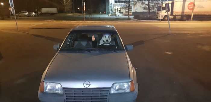 Good boy - My, Dog, Driver, Humor, The photo