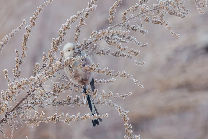 Chickadee or Long-tailed Tit - My, The photo, Birds, Opolovnik, Tit, Winter, Long-tailed