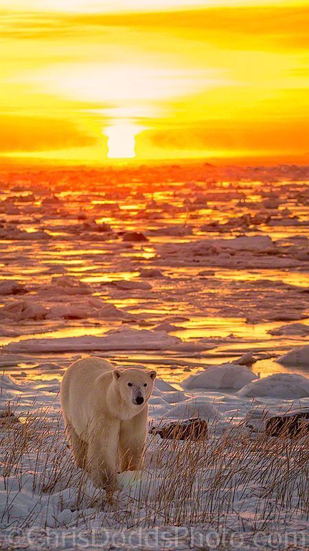 Sunset or dawn? - The photo, The Bears, Polar bear, Animals