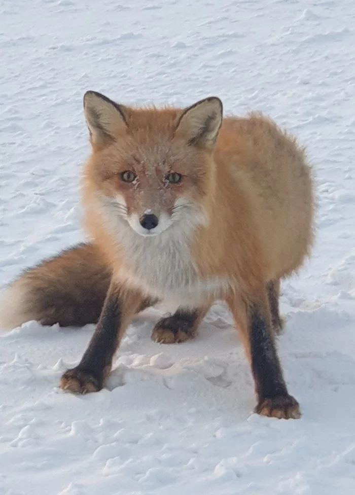 Fluffy redhead - My, Fox, Winter, Watch, Longpost